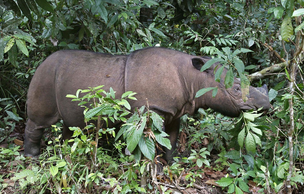 Ratu, a 8 year-old female Sumatran Rhino is seen at the SRS in the Way Kambas National Park