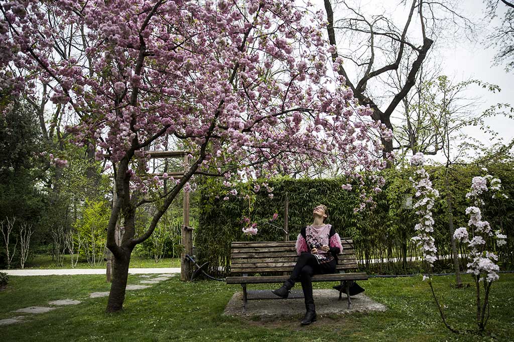 A japán kultúrát bemutató programokkal is várja vendégeit a cseresznyefa-virágzás alkalmából megrendezett szakura ünnepen a mostani és a következő hétvégén a fővárosi Füvészkert. Fotó: Horváth Péter GYula